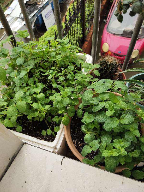 初秋闷热又上火 几片薄荷叶捻一捻 清清凉凉还提神 腾讯新闻