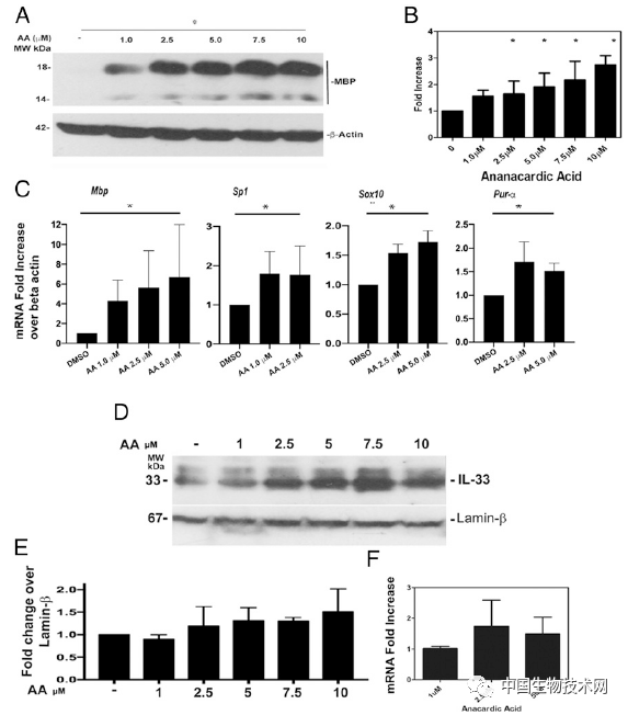 化合物|PNAS：腰果壳化合物具有修复受损神经的潜力！