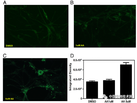 化合物|PNAS：腰果壳化合物具有修复受损神经的潜力！