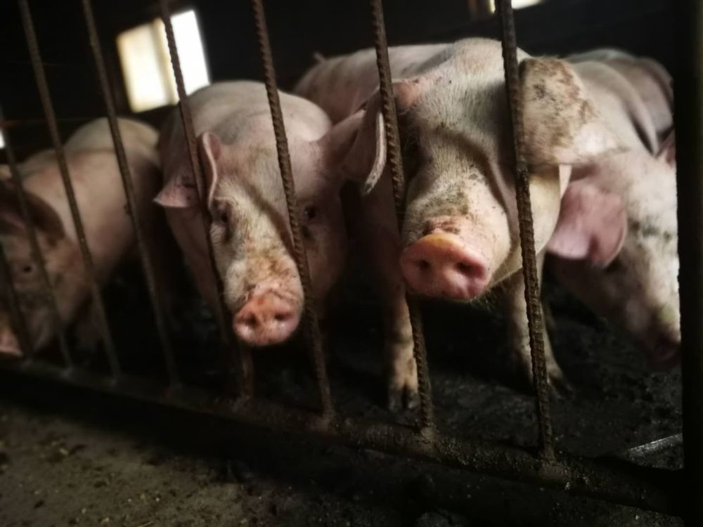 养猪人要关注!哈兽研非洲猪瘟疫苗将进入扩大临床和生产性试验