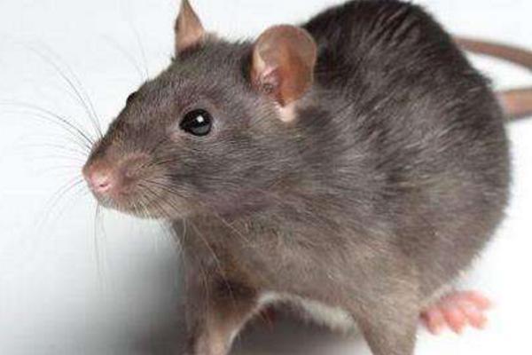 新冠|继新冠、大火之后，美国加州又现鼠疫，卫生官员敦促采取预防措施