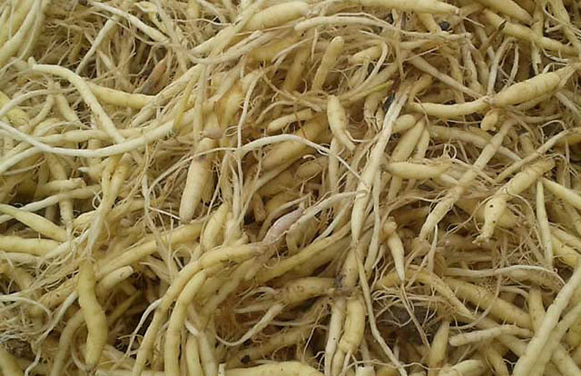 太子参|中药材太子参用什么肥料长根？党参适合施什么肥料？壮根肥哪个好？