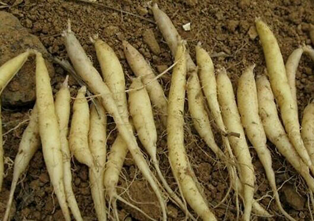 太子参|中药材太子参用什么肥料长根？党参适合施什么肥料？壮根肥哪个好？