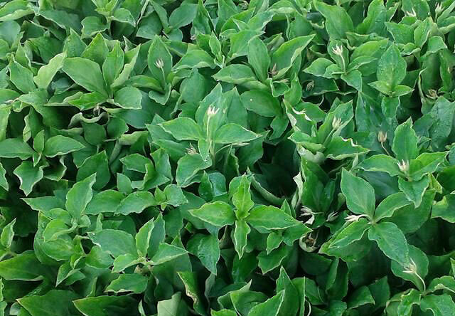 太子参|中药材太子参用什么肥料长根？党参适合施什么肥料？壮根肥哪个好？