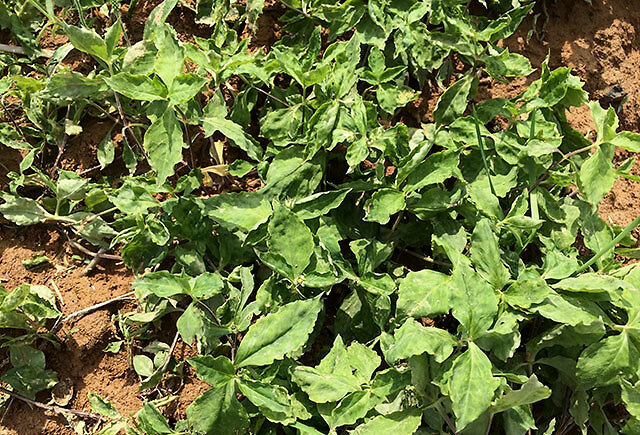 太子参|中药材太子参用什么肥料长根？党参适合施什么肥料？壮根肥哪个好？