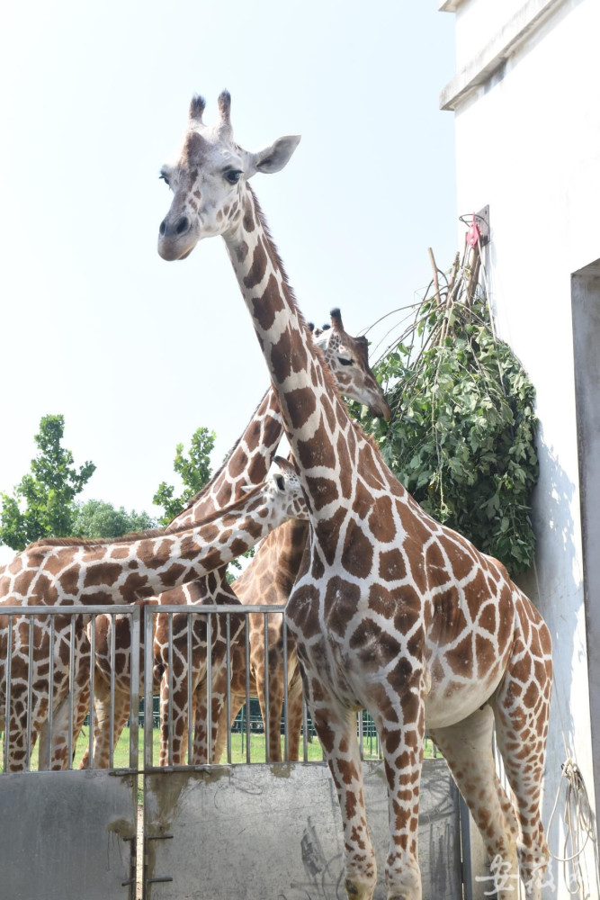 熱浪侵襲揭秘合肥野生動物園裡小動物們避暑神器