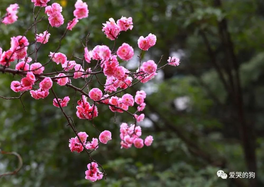 梅花|杨万里的咏梅诗水平也很高，不仅写出了新意，同时每一句都是经典