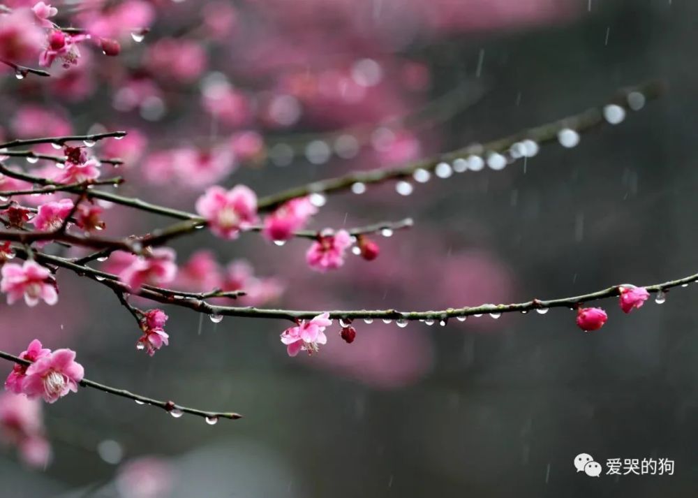 梅花|杨万里的咏梅诗水平也很高，不仅写出了新意，同时每一句都是经典