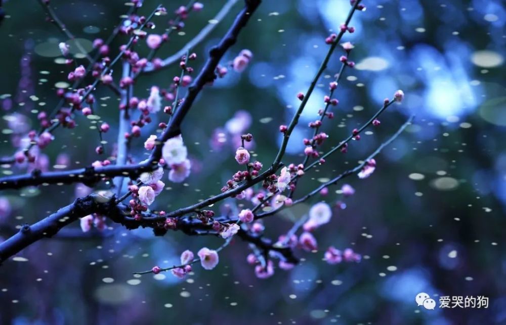 梅花|杨万里的咏梅诗水平也很高，不仅写出了新意，同时每一句都是经典