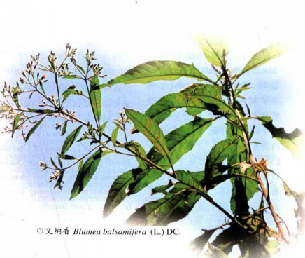 【每周一味】冰片