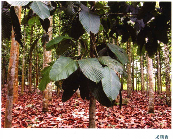 【每周一味】冰片