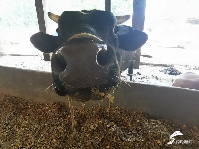 沂南县|沂南养牛场救灾新进展，将搬迁新址