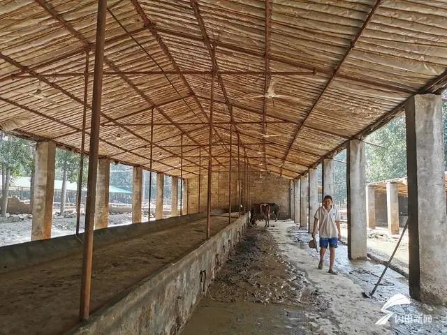 沂南县|沂南养牛场救灾新进展，将搬迁新址