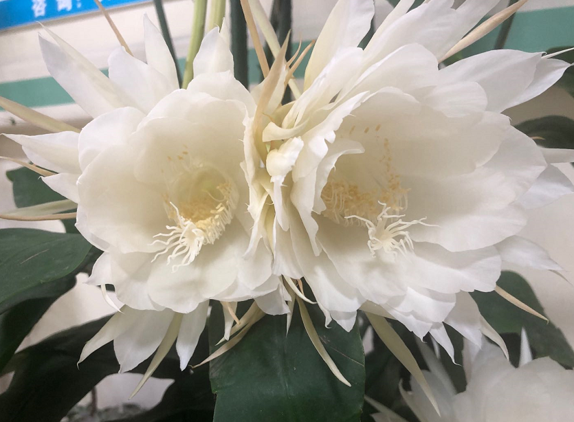 东方医院二病区的昙花绽放了 腾讯新闻