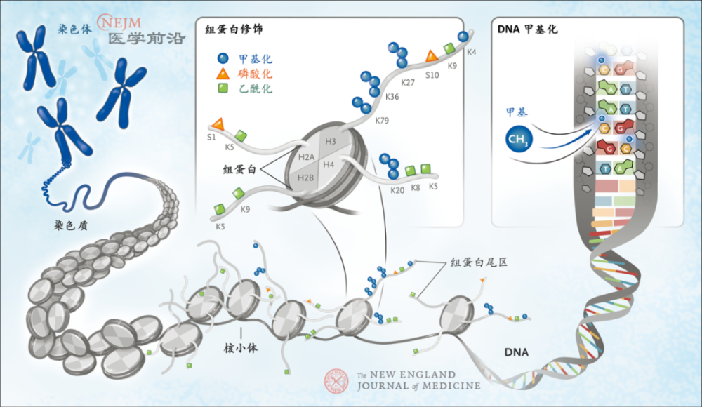 新英格兰医学杂志 综述 基于表观遗传学的抗肿瘤药物 腾讯新闻