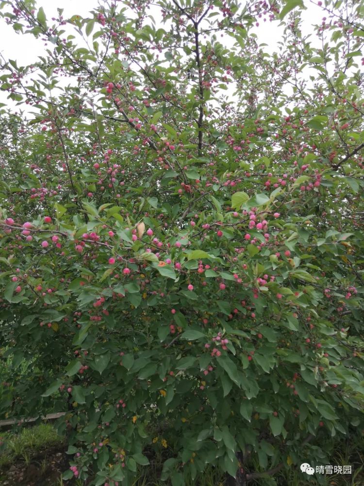 植物园|游植物园之一-红了海棠果，绿了芭蕉叶