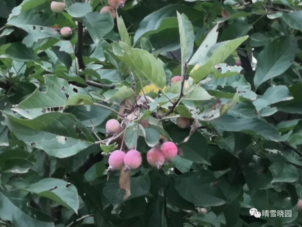 植物园|游植物园之一-红了海棠果，绿了芭蕉叶