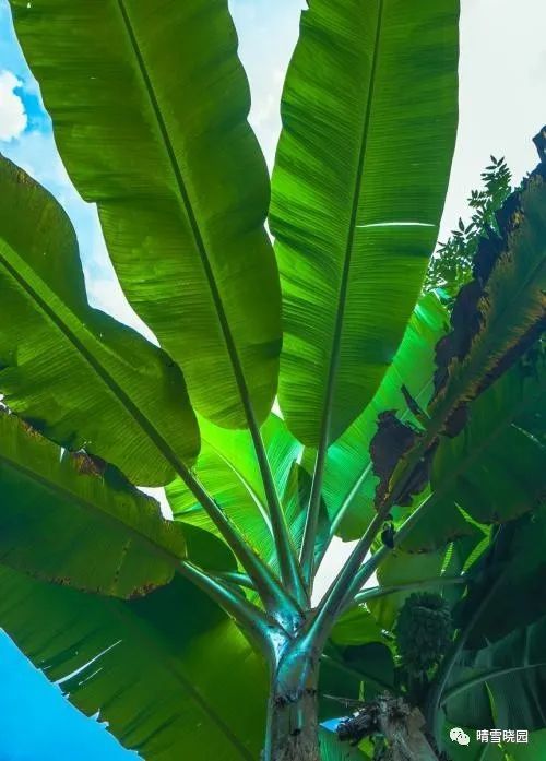 植物园|游植物园之一-红了海棠果，绿了芭蕉叶