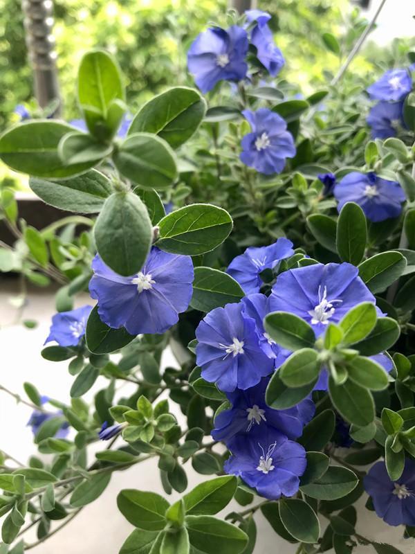 新型室内盆栽 蓝星花 好养如绿萝 全年花开不停 你值得拥有 腾讯网