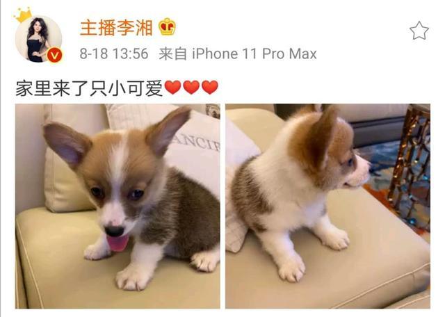 李湘|李湘晒狗图内涵王岳伦？心事疑被网友猜透，女神果真有才