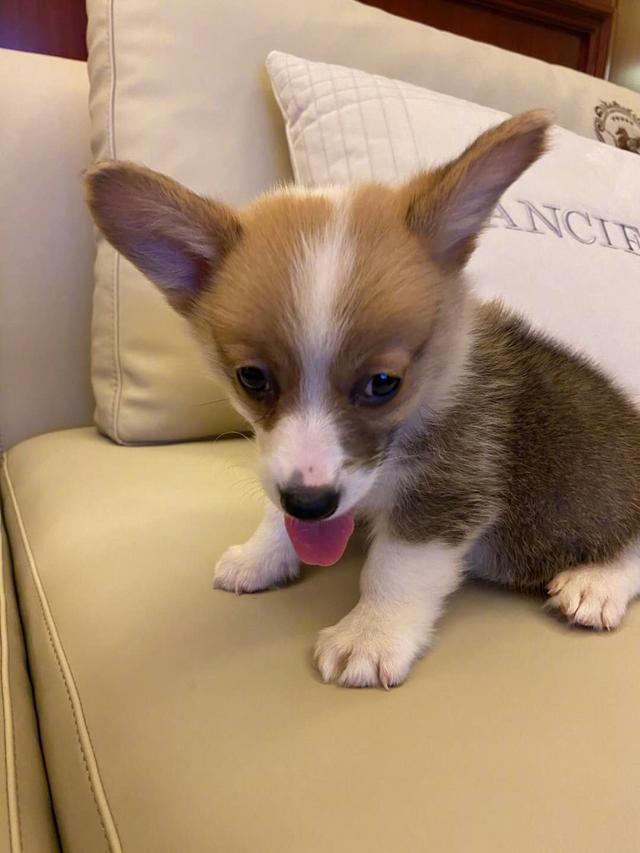 李湘|李湘晒狗图内涵王岳伦？心事疑被网友猜透，女神果真有才