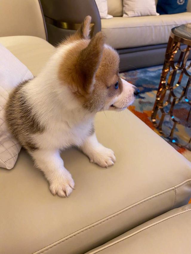 李湘|李湘晒狗图内涵王岳伦？心事疑被网友猜透，女神果真有才