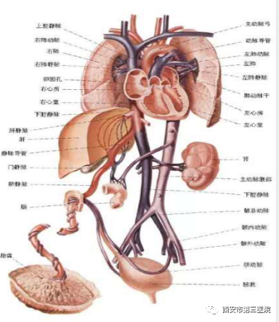 胎儿循环中有三条管道(静脉导管,动脉导管,卵圆孔)随着胎儿娩出时子宫