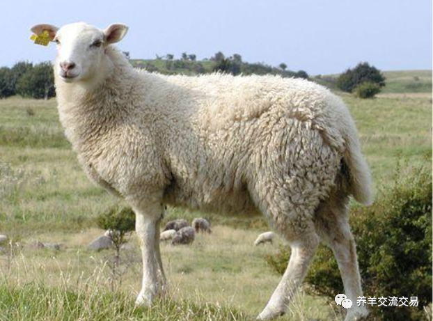 买羊挑羊看尾巴很关键