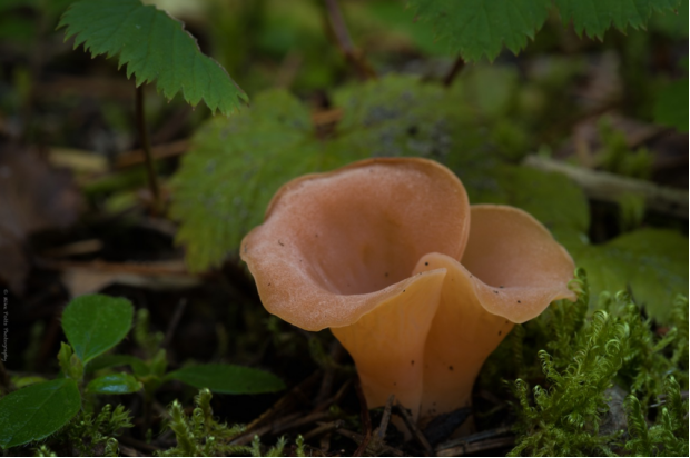 荒野维生野菜系列焰耳