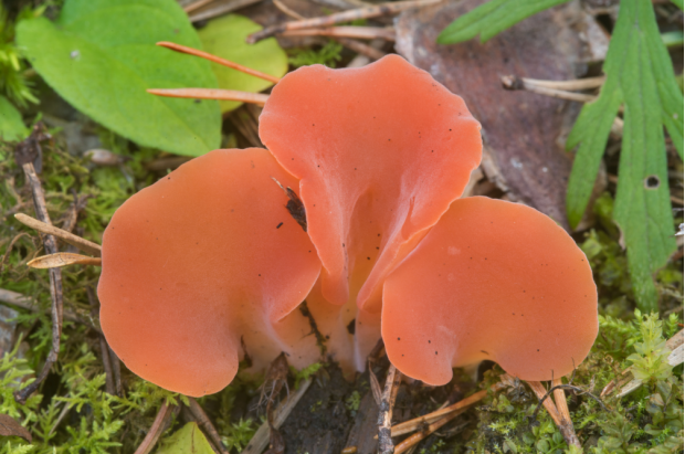 荒野维生野菜系列焰耳