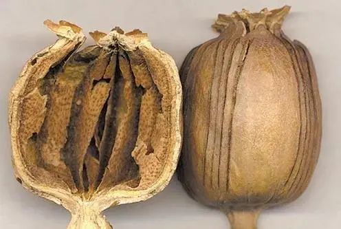 鸦片系草本类植物罂粟未成熟的果实用刀割后流出的汁液,经风干后浓缩