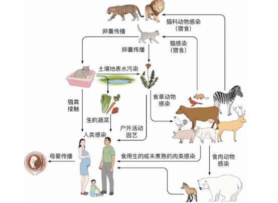 弓形虫病|血清弓形虫IgM抗体阳性，CD4小于等于200的艾滋病人，具高危险性