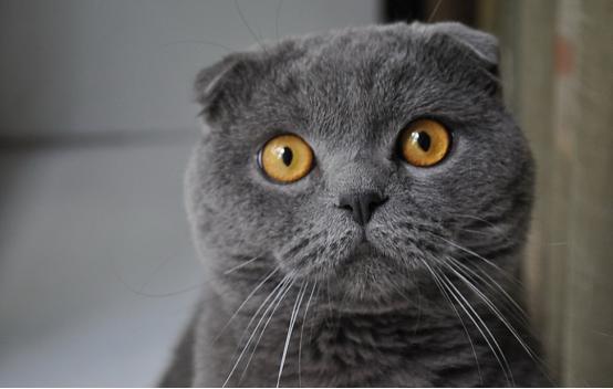 弓形虫病|血清弓形虫IgM抗体阳性，CD4小于等于200的艾滋病人，具高危险性