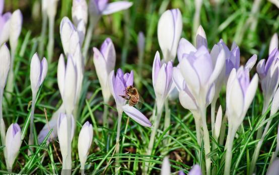 弓形虫病|血清弓形虫IgM抗体阳性，CD4小于等于200的艾滋病人，具高危险性