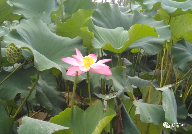 礼赞雄安英雄的歌曲 你是雄安那朵莲 腾讯新闻