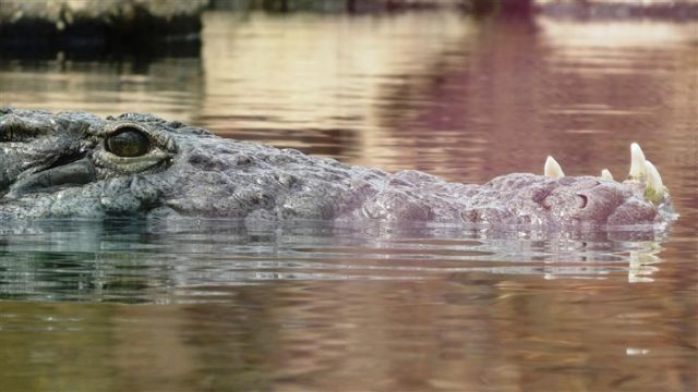阿斯敏|男子带着8岁儿子去河里洗澡 回头惊见儿子被鳄鱼拖入水中消失