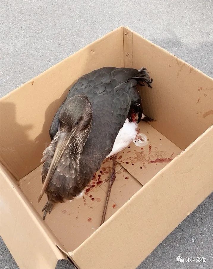 沁水森林派出所救助受伤"大鸟",竟是国家一级保护野生动物