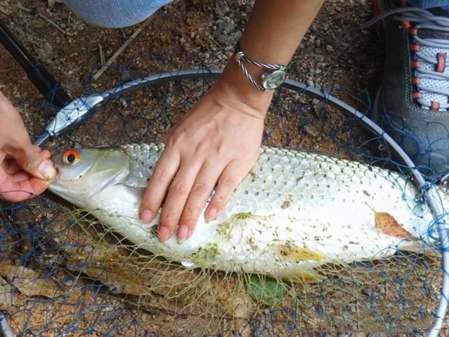 這魚叫赤眼鱒,1斤的魚比4斤鯉魚力氣還大,一雙紅眼睛十分顯眼