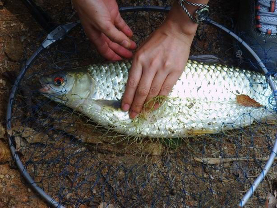 這魚叫赤眼鱒1斤的魚比4斤鯉魚力氣還大一雙紅眼睛十分顯眼