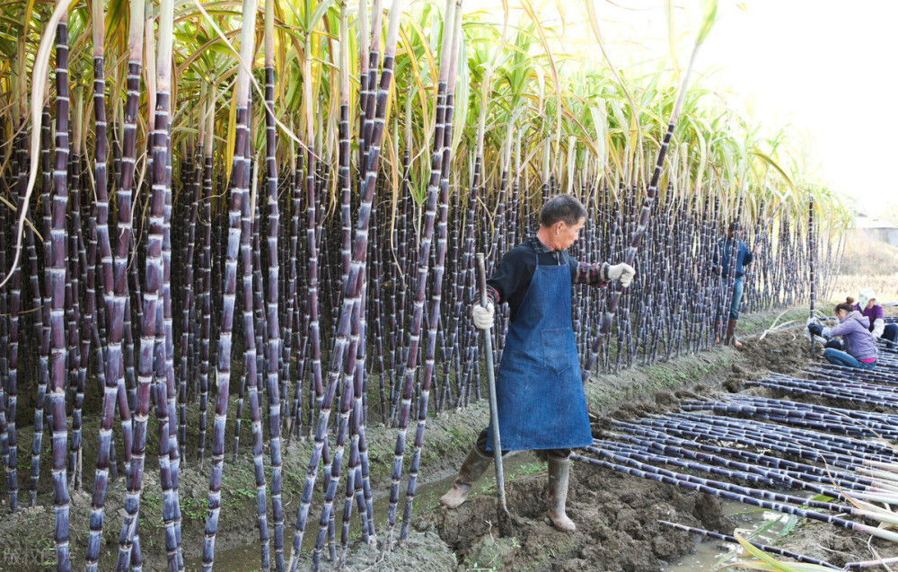 红糖|农民花3块钱买1斤红糖，蔬菜产量就能增15％？红糖叶面肥方法绝了