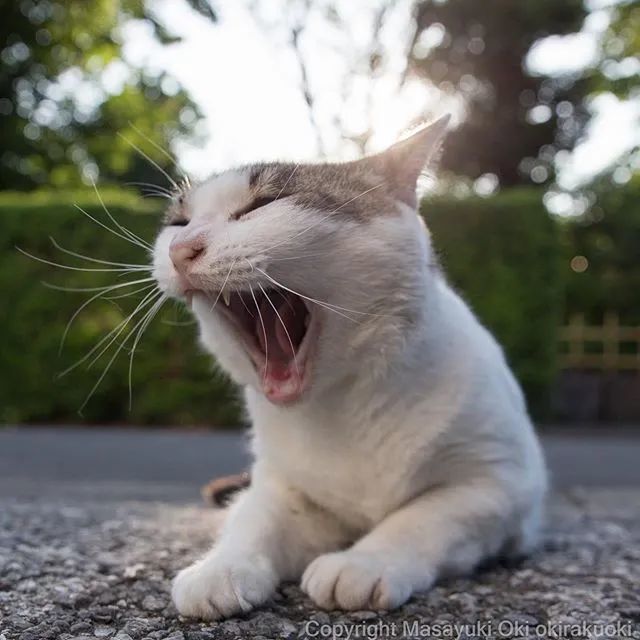 不请自来,也不提前告诉别人一声,猫大佬们每次都张着三房一厅的大嘴吼