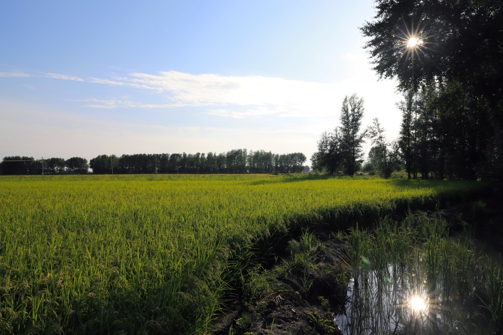 这是8月12日在春华村拍摄的蟹田.新华社记者 雒圆 摄