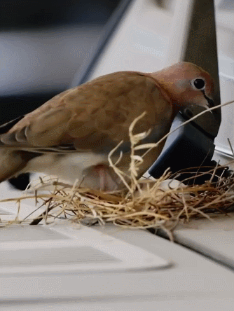 鸟夫妇在迪拜王子豪车上筑巢他拉起警戒线保护网友这鸟真会挑