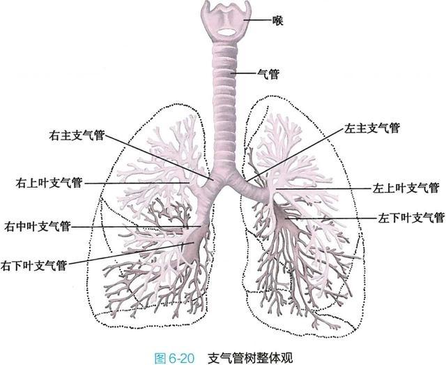 肺部支气管解剖结构图图片