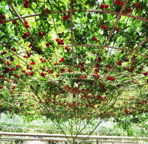 西红柿树你见过没,每年结果数万个,味美又营养