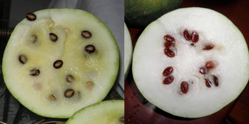 红籽瓜产的是红色籽.