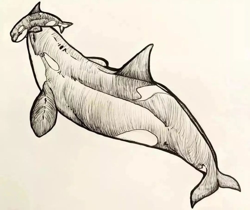 一头虎鲸拖着腐烂的尸体17天游了1600多公里这就是母爱