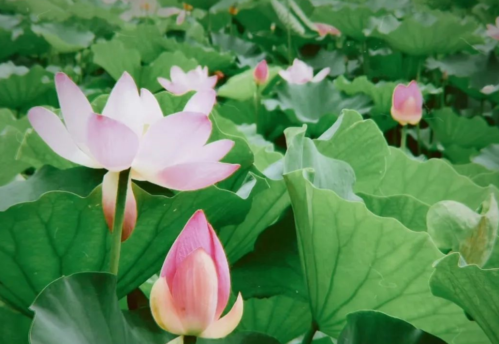 中国园林博物馆|来丰台看花！赏花线路推荐！文化和旅游消夏季——千万别错过