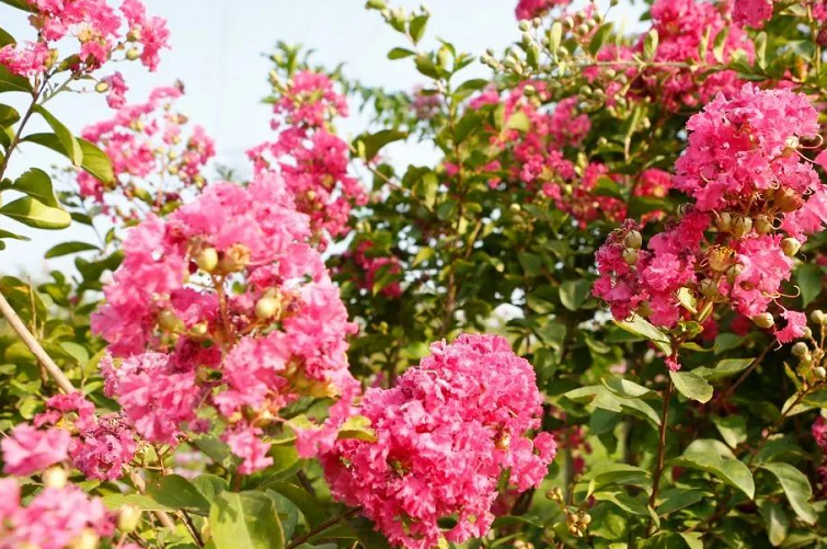 中国园林博物馆|来丰台看花！赏花线路推荐！文化和旅游消夏季——千万别错过