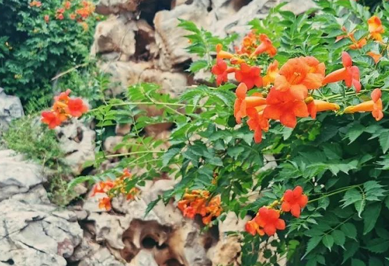 中国园林博物馆|来丰台看花！赏花线路推荐！文化和旅游消夏季——千万别错过